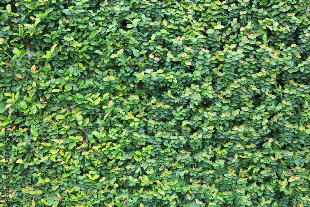 green leaves wall fence texture background.