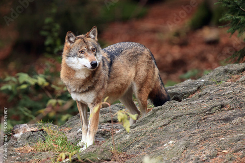 The grey wolf or gray wolf (Canis lupus) on the rock. Big wolf on a stone with autumn forest in the background.