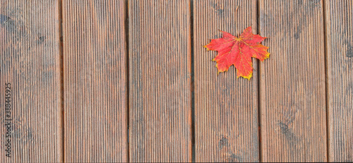 On a background of brown wooden planks decking  a red maple leaf lies