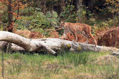 The Eurasian lynx (Lynx lynx) walking on the dry trunk in the woods. A large European cat in the typical environment of a Central European forest.
