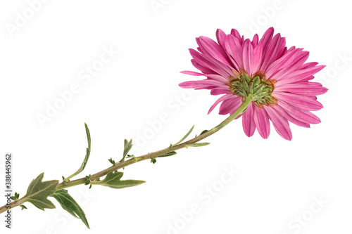 Purple chrysanthemum on white