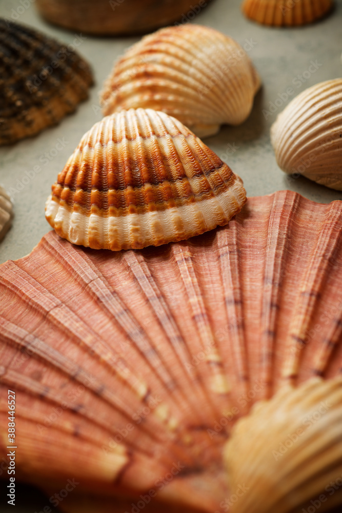 Obraz premium Collection of shells