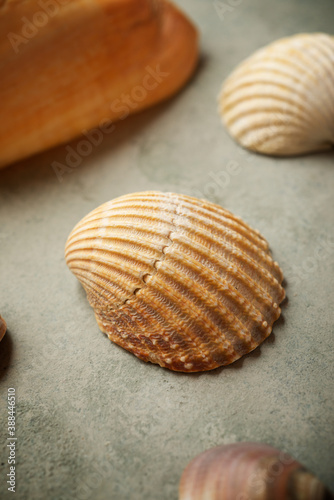 Collection of shells