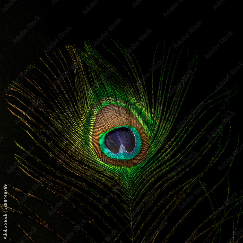 Obraz premium Lowkey of abstract Colorful and Artistic Peacock Feathers. This is a macro photo of an arrangement of luminous peacock feathers background 