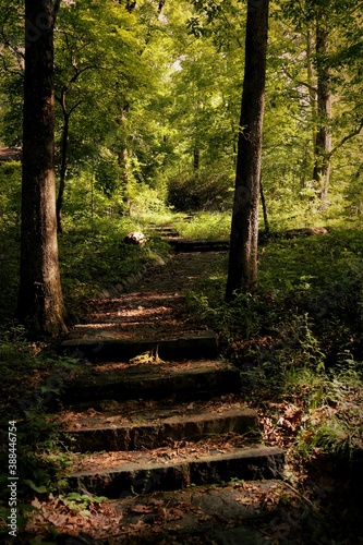 path in the woods