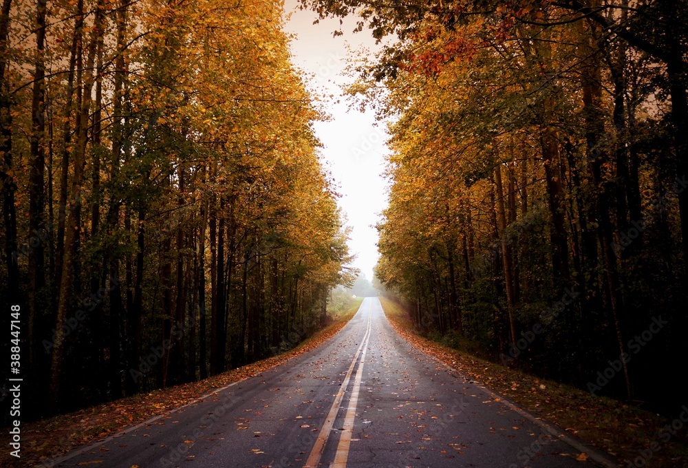 road in the fall forest