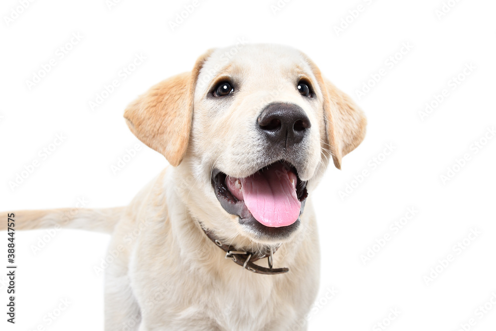 Portrait of adorable curious labrador puppy isolated on white background Portrait of adorable curious labrador puppy isolated on white background