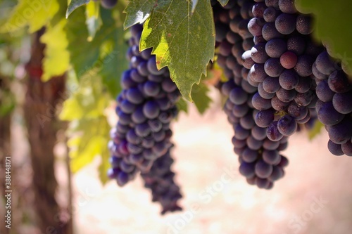 Purple Grapes on the Grapevine 