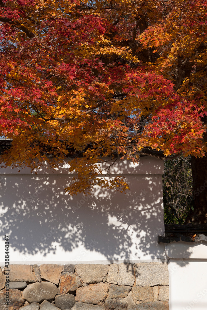 秋の京都 秋の京都