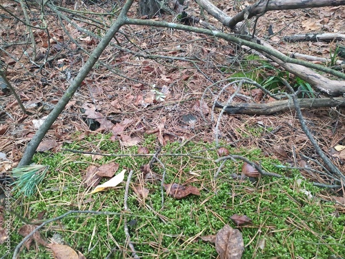 autumn in the forest