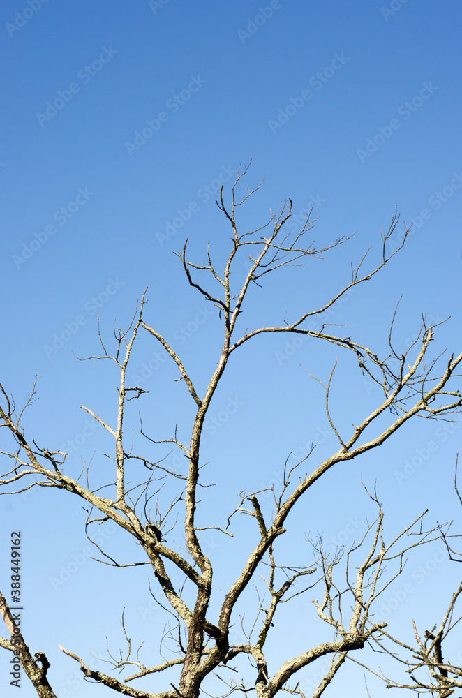 Obraz premium tree branches against blue sky