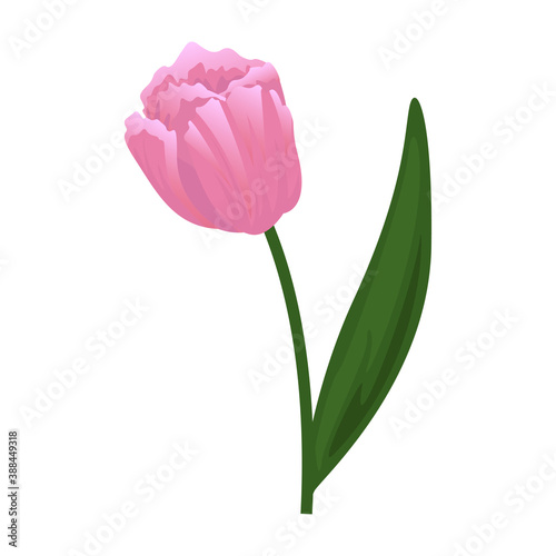 Tulip flower icon vector illustration design isolated