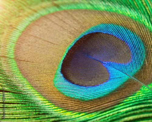 Soft focus of abstract Colorful and Artistic Peacock Feathers. This is a macro photo of an arrangement of luminous peacock feathers background © ric