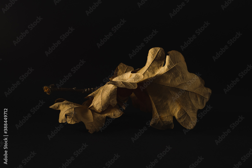 Golden oak leaves on a black background, macro photo, concept.