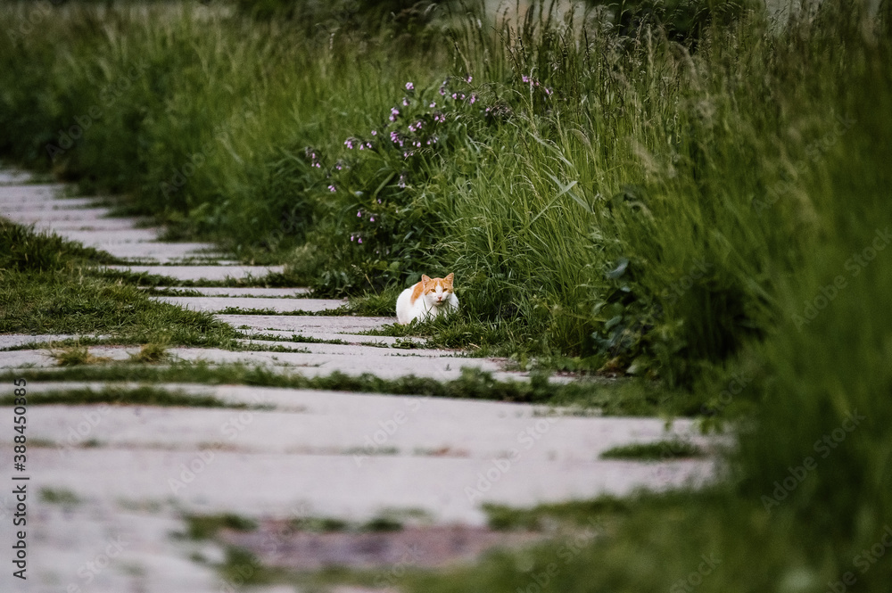 Kot biało-rudy przyczajony na betonowej ścieżce obrośniętej wysokimi trawami - obrazy, fototapety, plakaty 