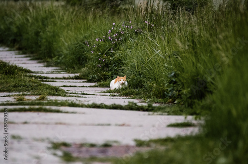 Kot biało-rudy przyczajony na betonowej ścieżce obrośniętej wysokimi trawami