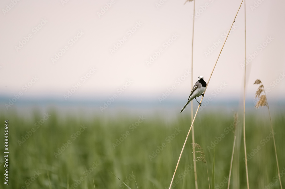 Mały szary ptaszek bujający się na smukłej trzcinie rosnącej na podmokłych terenach - obrazy, fototapety, plakaty 