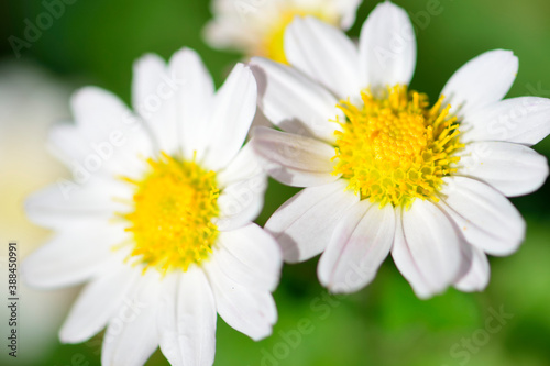 白いキクの花