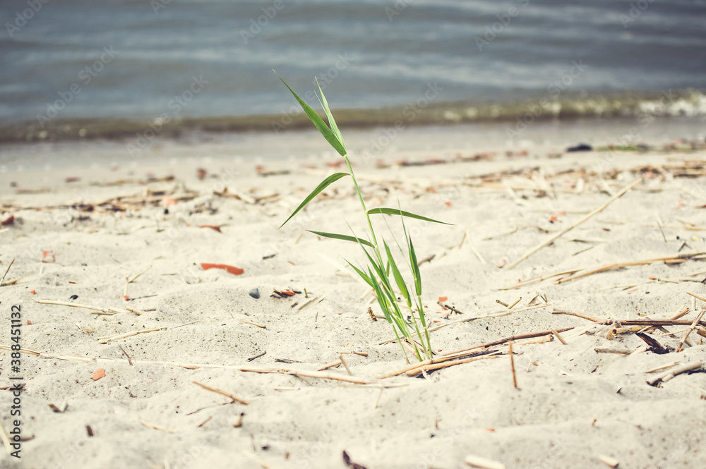 Obraz na płótnie Kępka samotnej trawy rosnąca na piaszczystej plaży w salonie