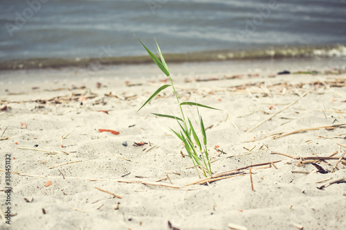 Kępka samotnej trawy rosnąca na piaszczystej plaży