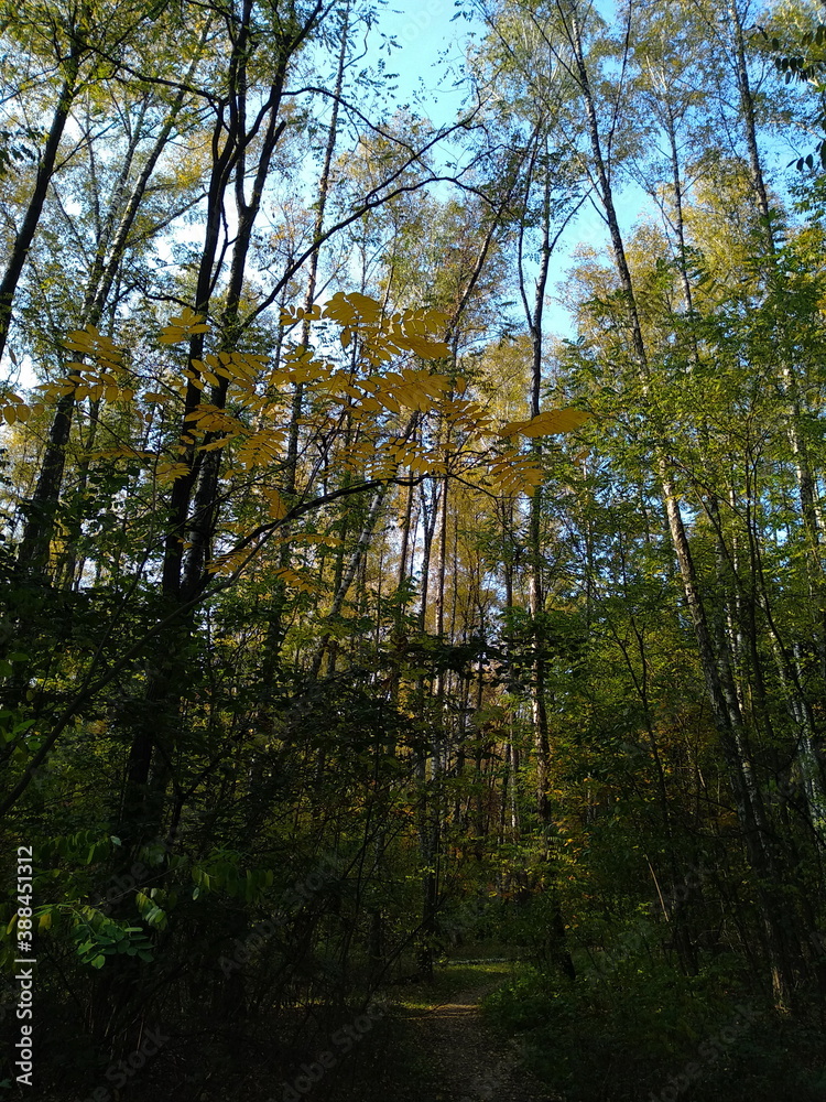 Fototapeta premium autumn forest in the morning