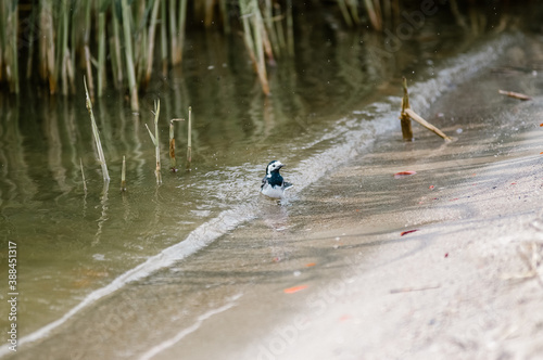 Mały ptaszek brodzący w wodzie w szuwarach