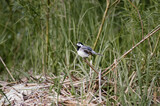 Mały ptaszek siedzący na gałązce wśród traw