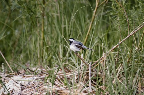 Mały ptaszek siedzący na gałązce wśród traw