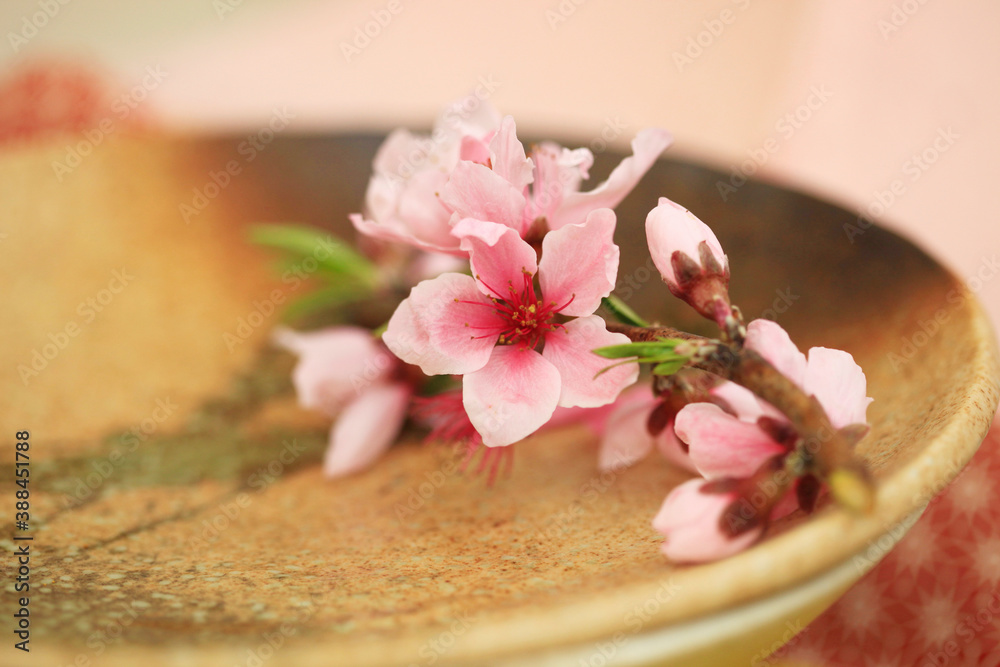 桃の花と蕾 桃の花と蕾