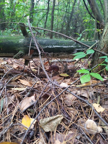 Pole mushroom grows under a fallen tree in October