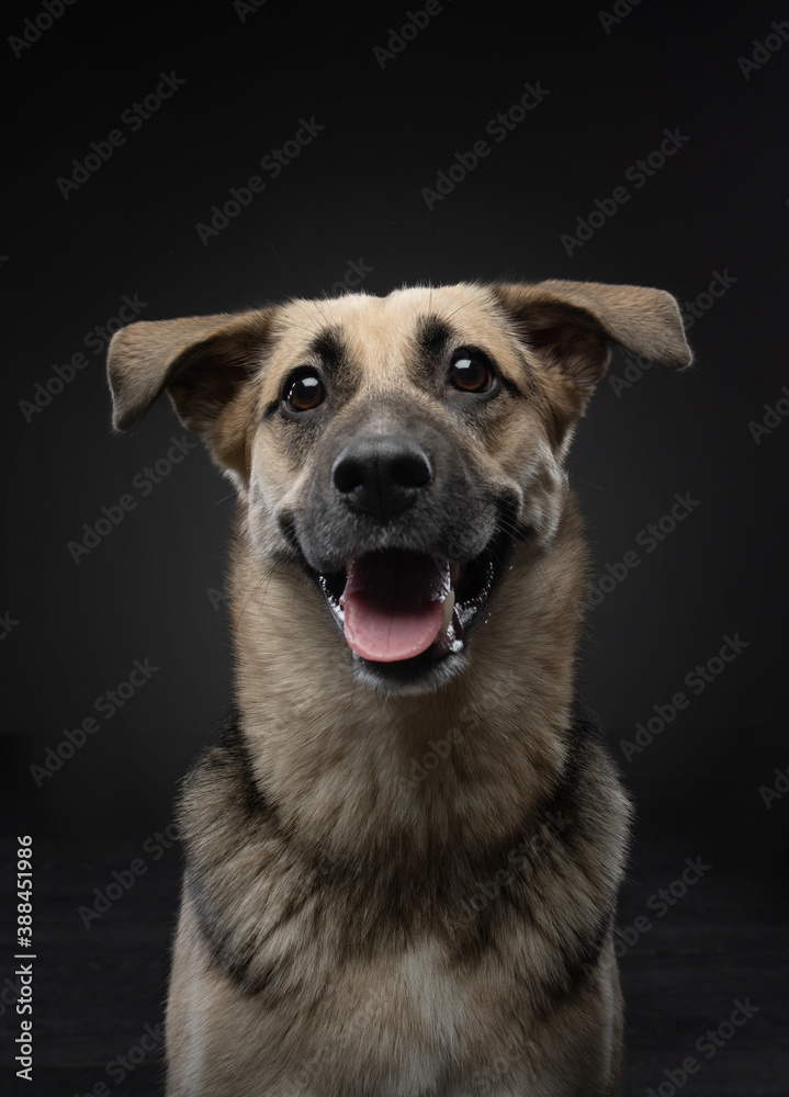 mix dog funny portrait. Charming pet in studio on black background. 