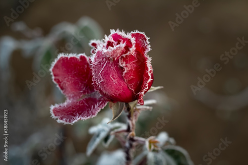 Red rose covered with frost. Selective focus. Bokeh.