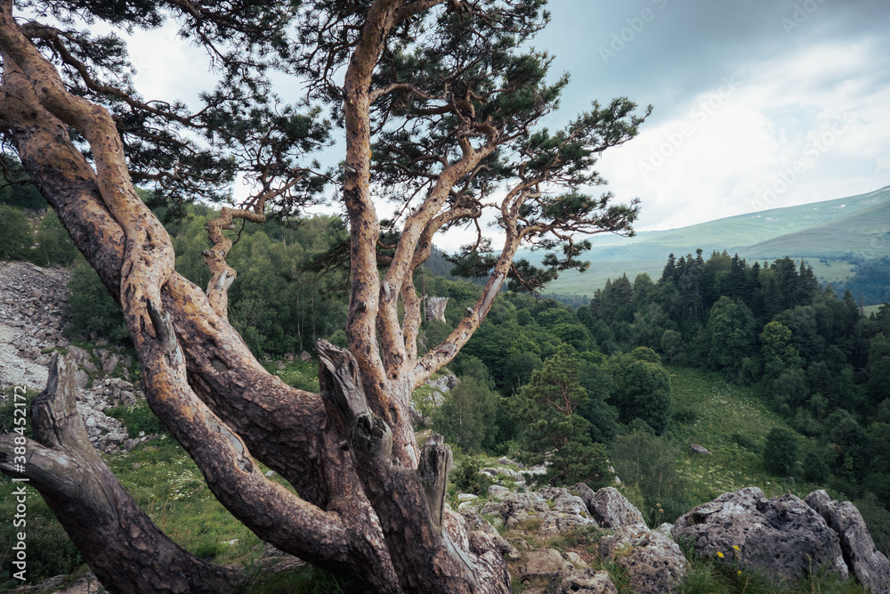 Pine tree against the background of mountains, green meadows and forests. Beautiful curves and branches green needles Pine tree against the background of mountains, green meadows and forests. Beautiful curves and branches green needles