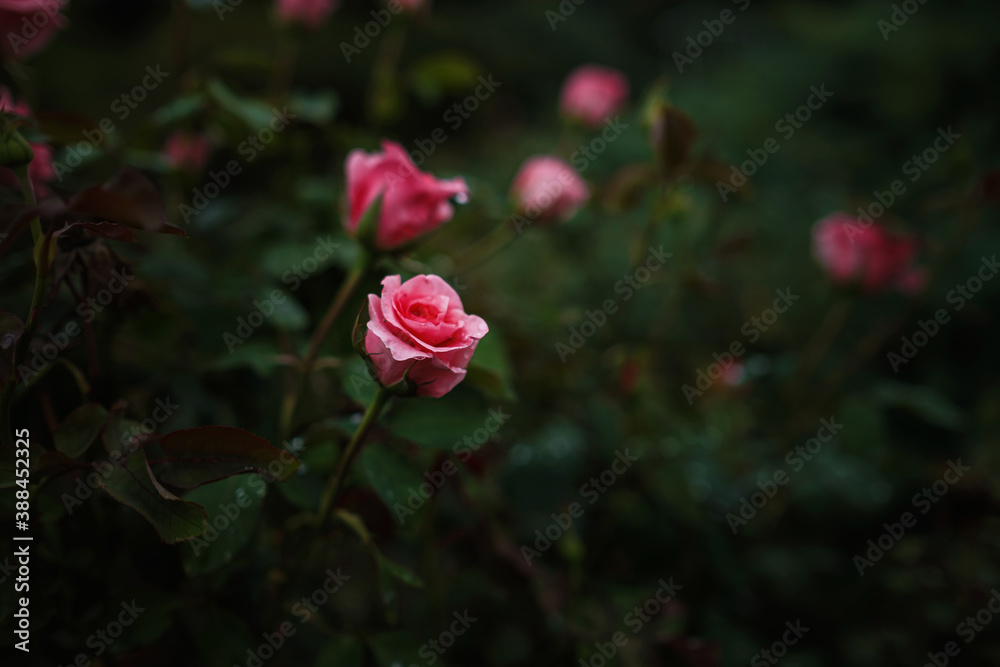 Obraz premium Beautiful roses in garden, roses for Valentine Day.