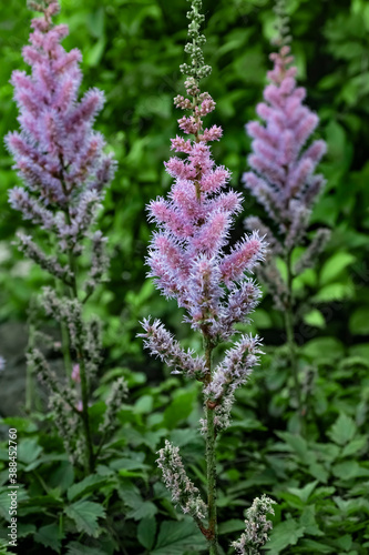 Field pink and lilac flowers Astilbe