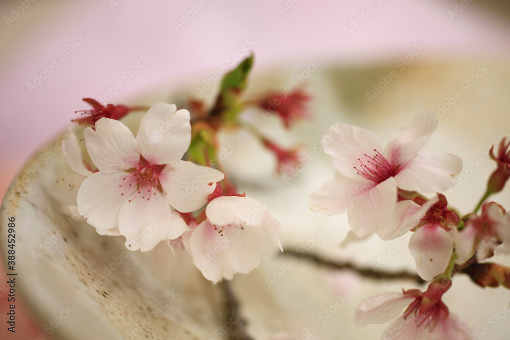 Obraz premium 桜の花