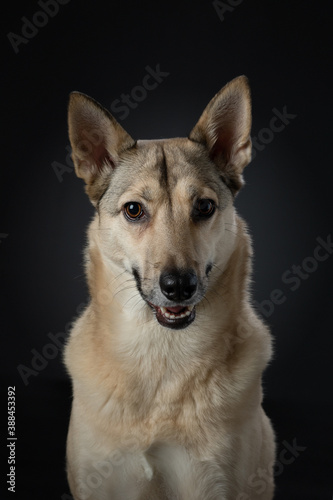 mix dog funny portrait. Charming pet in studio on black background.  © annaav