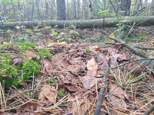 find all the mushrooms in the photo