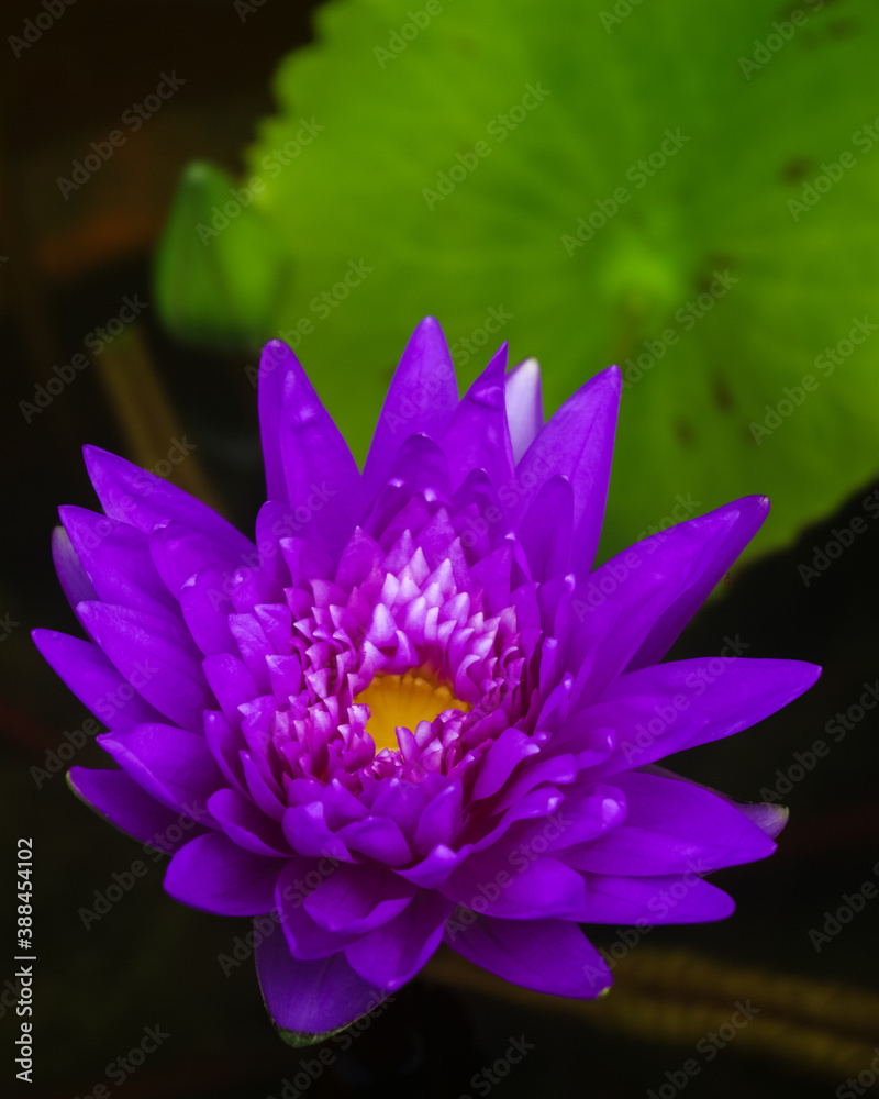 Closeup vertical view of bright purple blue water lily king of siam nymphaea flower, bud and leaf on natural background Closeup vertical view of bright purple blue water lily king of siam nymphaea flower, bud and leaf on natural background