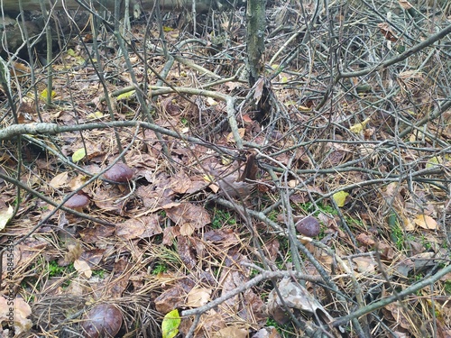 a whole field of Polish mushrooms in the October autumn forest