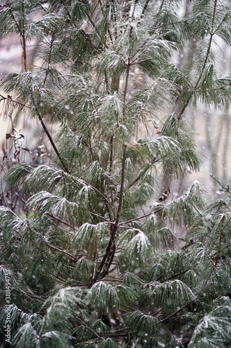 Drzewo w zimowej scenerii z padającym śniegiem