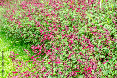 Chiapas Sage or Salvia chiapensis in the garden