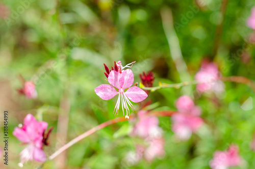 Wavyleaf beeblossom or Oenothera sinuosa flower in garden © kedsirin