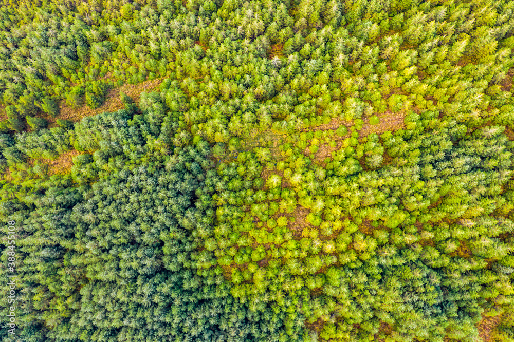 Amazing aerial of forest in County Donegal - Ireland
