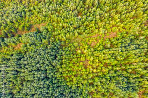 Amazing aerial of forest in County Donegal - Ireland
