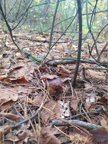 beautiful mushroom in the autumn forest in the city