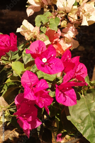 bougainvillea