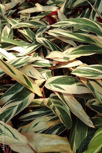 red and green leaves