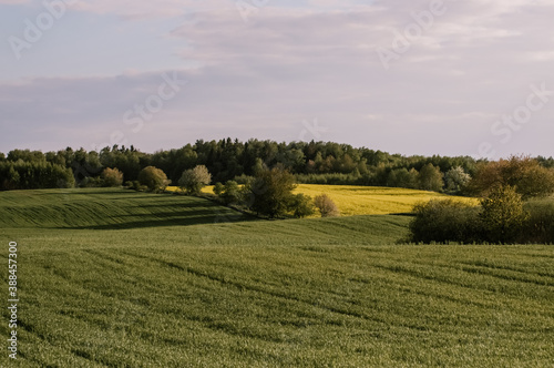 Krajobraz widok lasu i pól uprawnych 