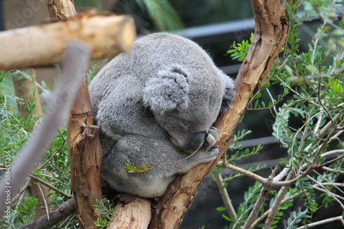 koala bear sleeping